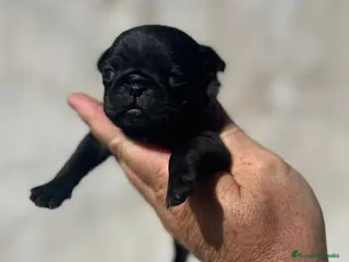 Carlino - Pug perros Carlino pug - Anuncio 1