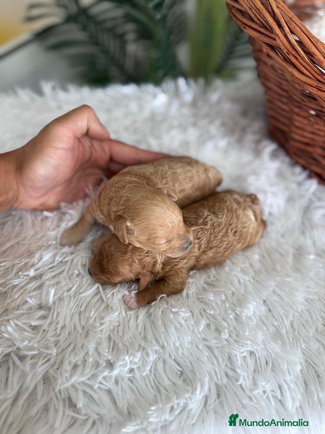 Caniche Toy perros en venta: CANICHE TOY HEMBRA - Imagen 5