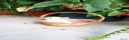 Chihuahua perros en venta: CHIHUAHUA HEMBRA TOY EXCLUSIVA  - Anuncio 2