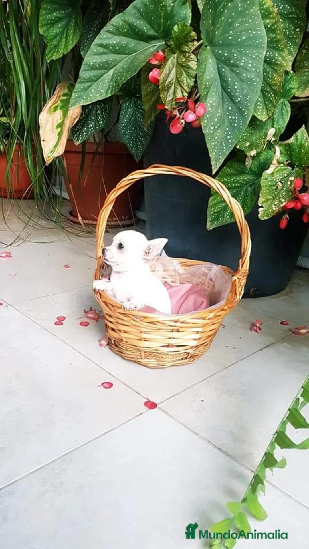 Chihuahua perros en venta: CHIHUAHUA HEMBRA TOY EXCLUSIVA  - Anuncio 2