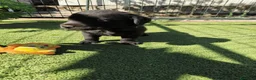 Labrador Retriever perros en venta: LABRADOR - Anuncio 2