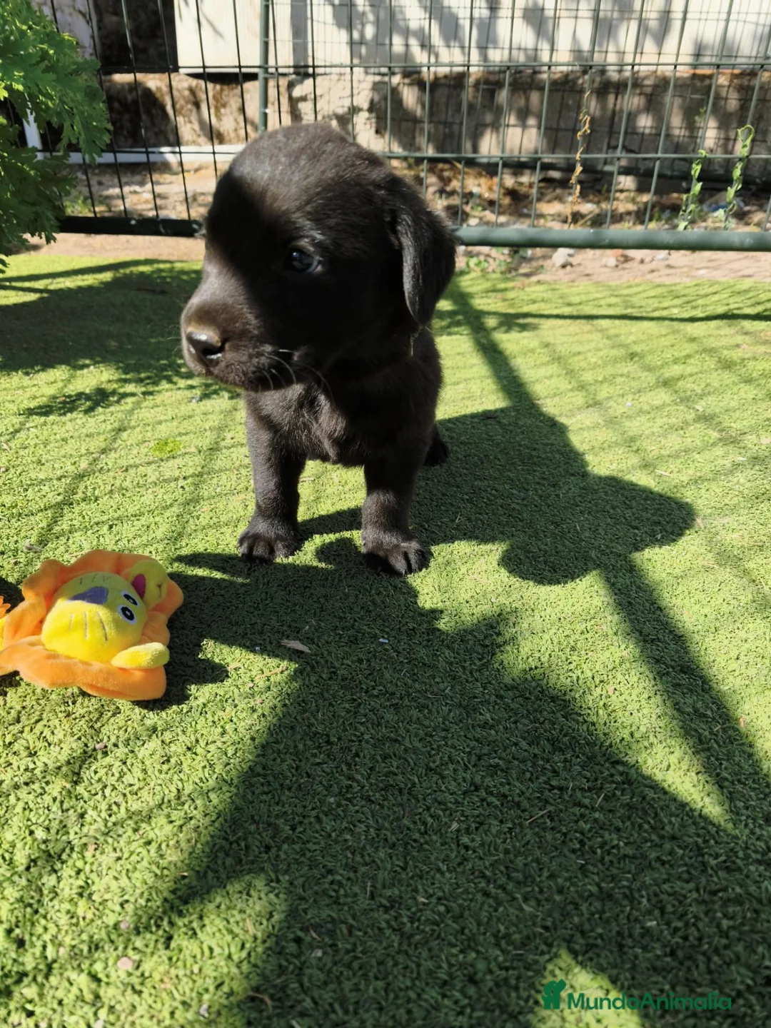 Labrador Retriever perros en venta: LABRADOR - Anuncio 2
