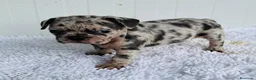 Bulldog Francés perros en venta: Bulldog frances Exotic - Anuncio 24