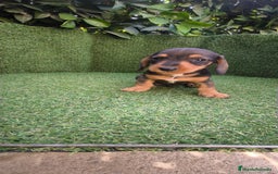 Teckel Miniatura perros en venta: teckel miniatura  - Imagen 13
