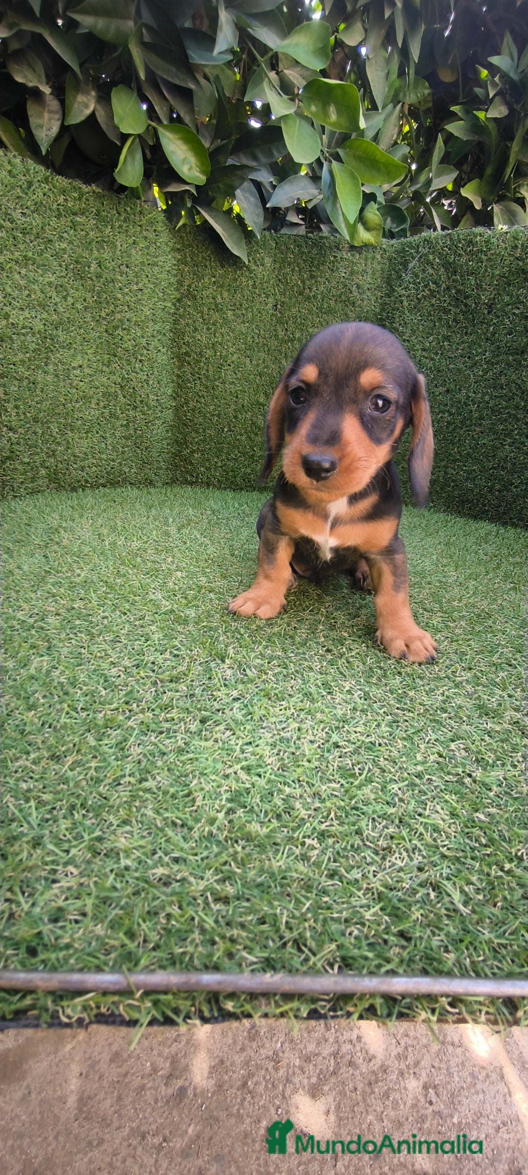 Teckel Miniatura perros en venta: teckel miniatura  - Imagen 13
