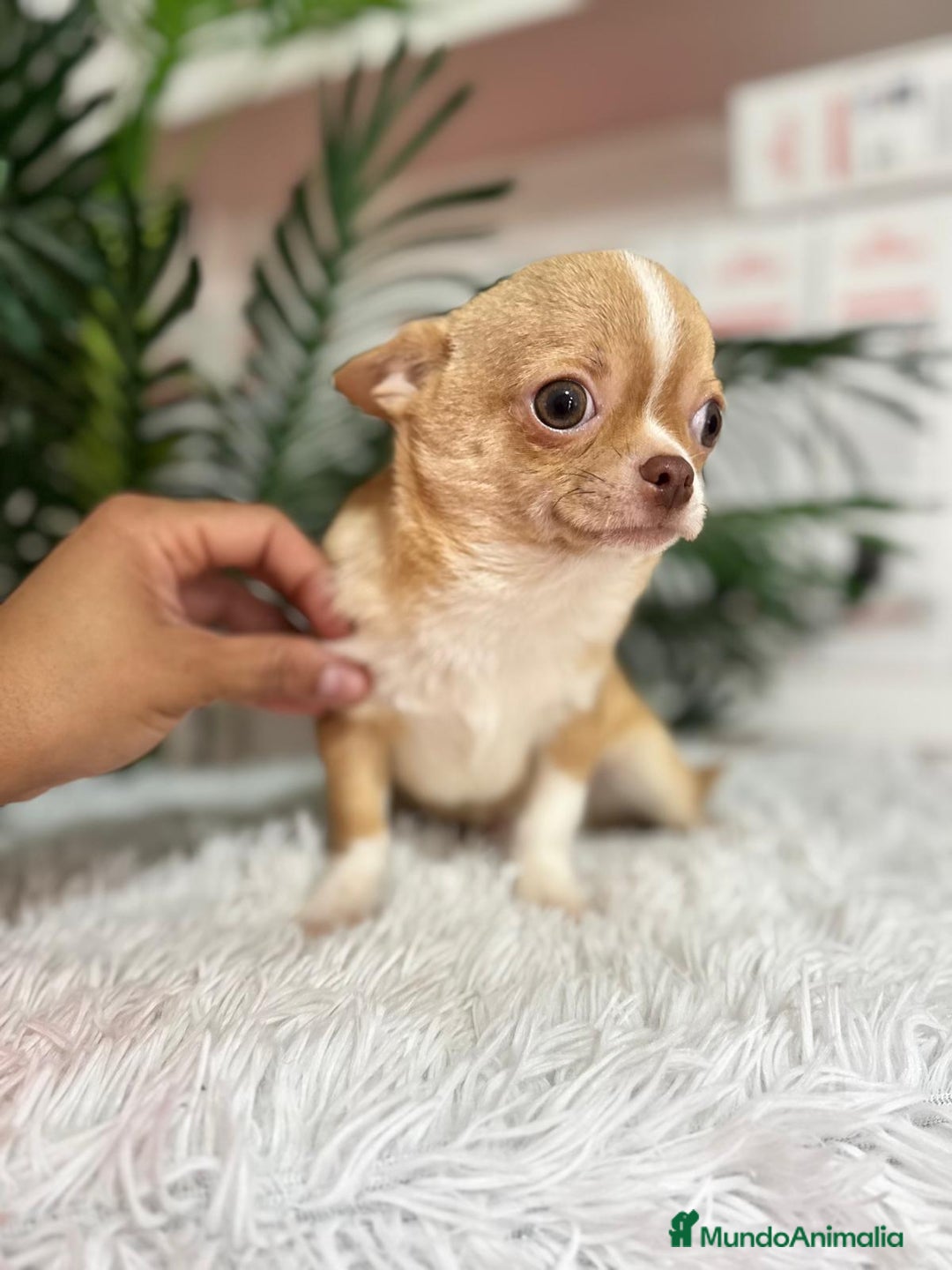 Chihuahua perros en venta: CHIHUAHUA MACHO ADULTO - Anuncio 7