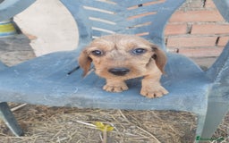 Teckel perros en venta: Último teckel pelo duro - Imagen 1