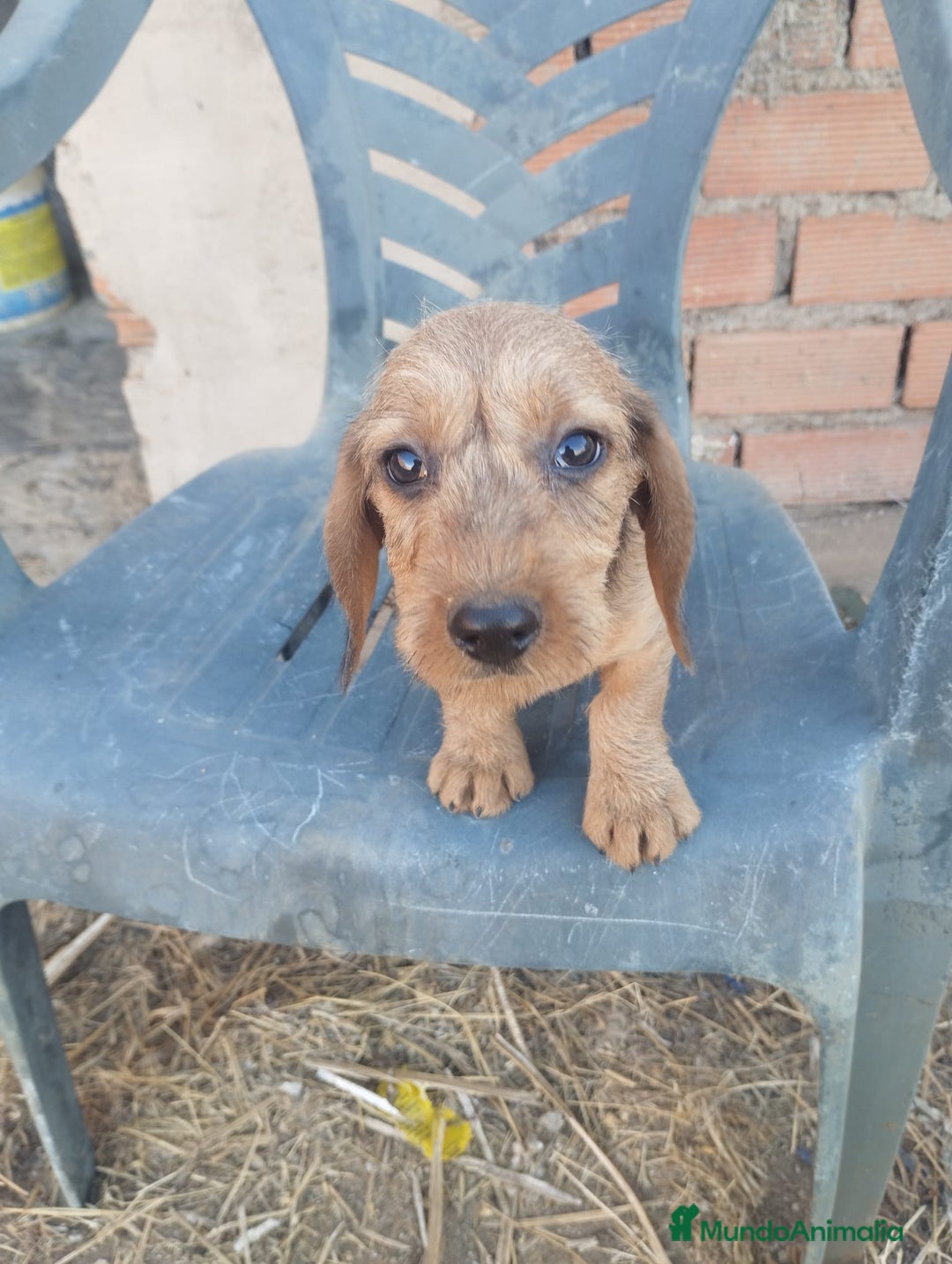 Teckel perros en venta: Último teckel pelo duro - Imagen 1