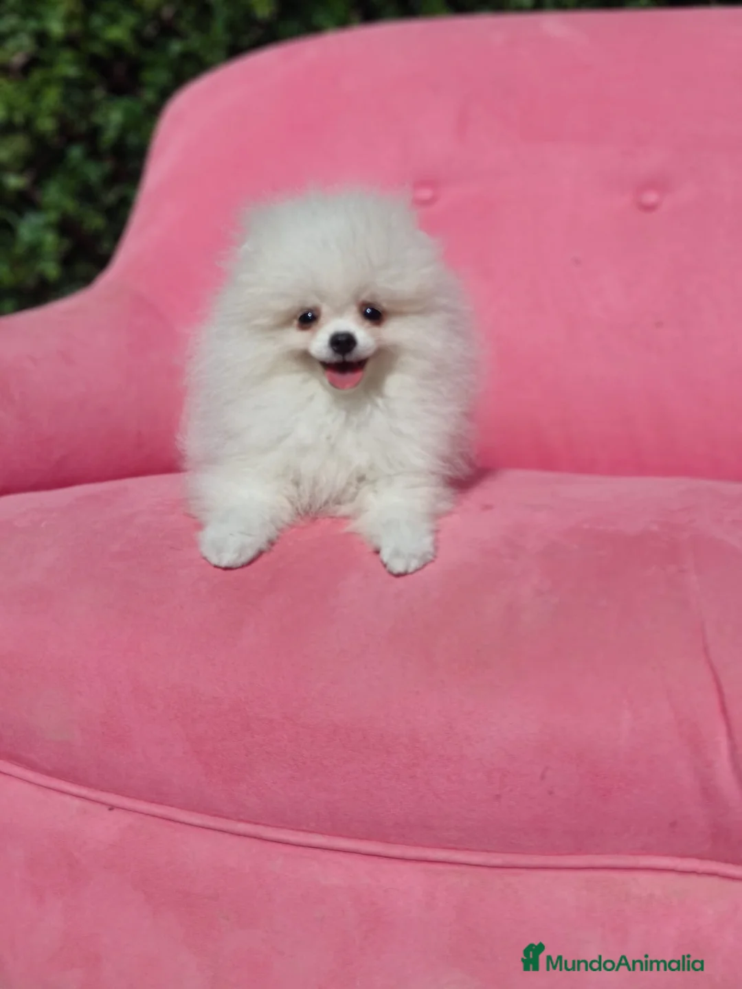 Pomerania perros en venta: Pomerania  - Anuncio 12