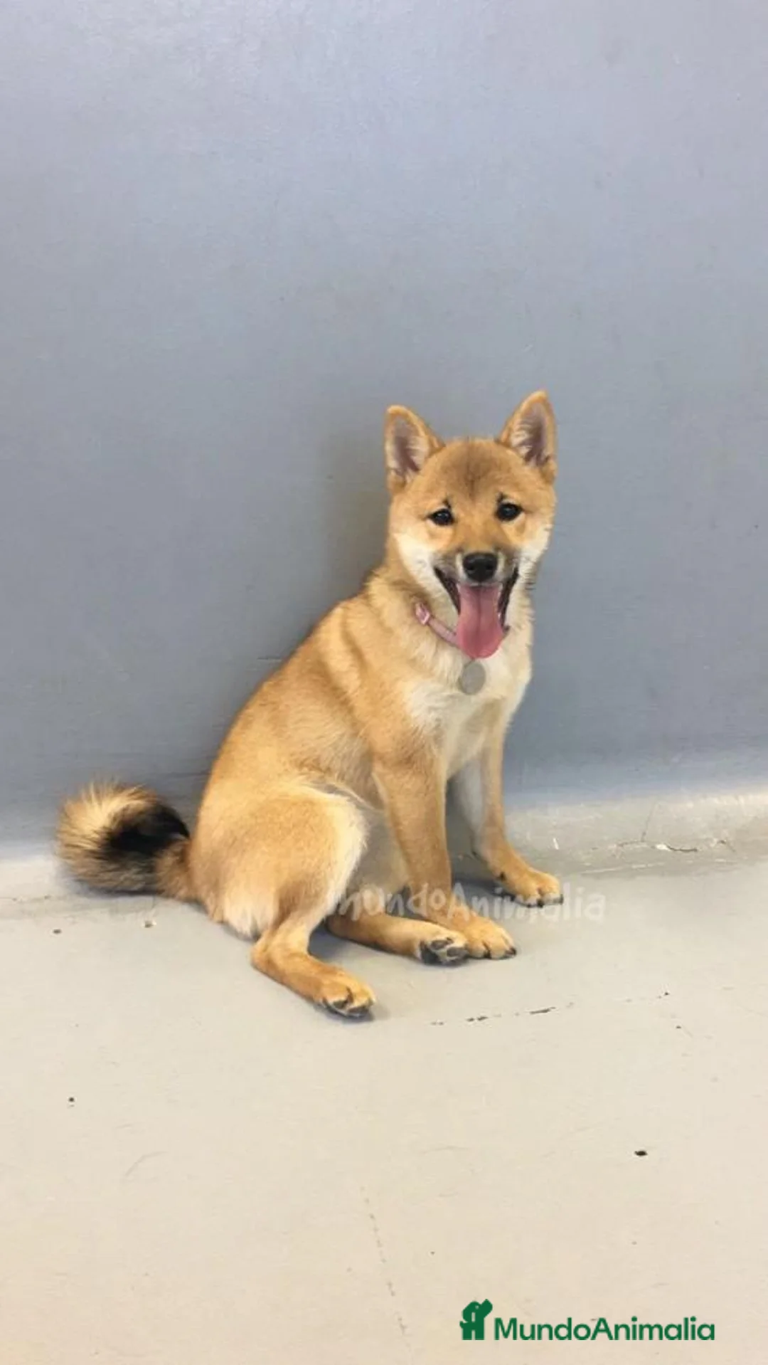 Imagen de galería {{count}}