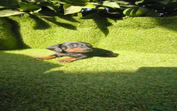 Teckel Miniatura perros en venta: camada teckel canichen muy pequeños  - Imagen 1
