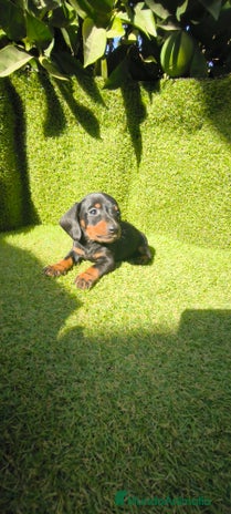 Teckel Miniatura perros - Anuncio 10