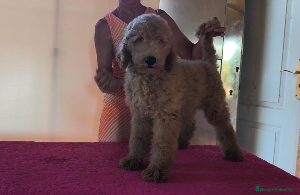 Caniche Gigante perros Caniches gigantes apricot  - Anuncio 1