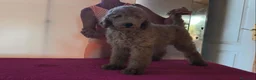 Caniche Gigante perros en venta: Caniches gigantes apricot  - Anuncio 1