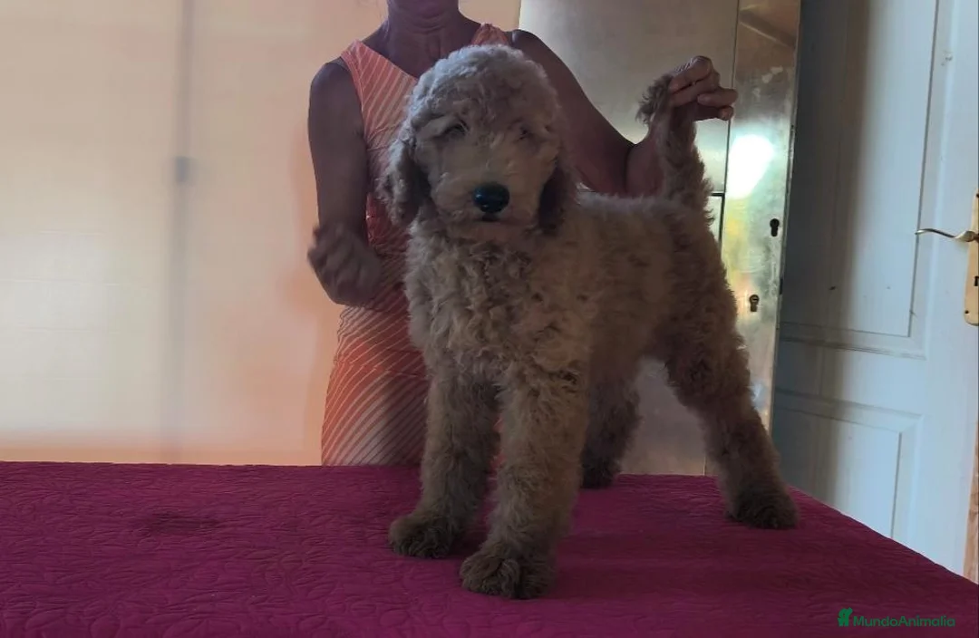 Caniche Gigante perros en venta: Caniches gigantes apricot  - Anuncio 1
