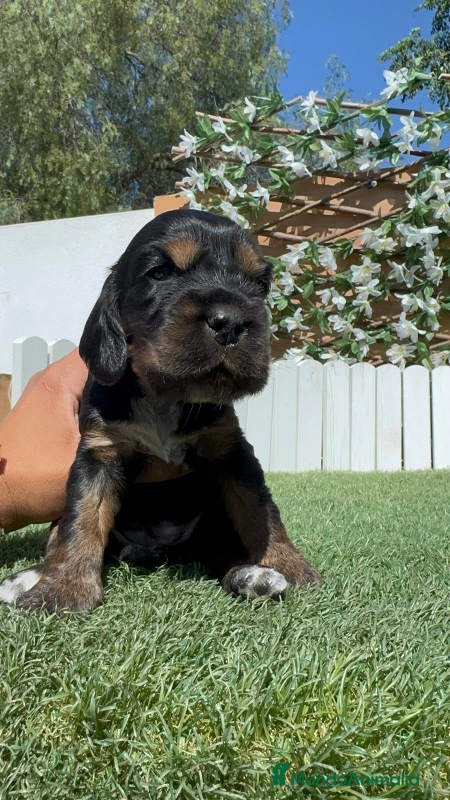 Cocker Spaniel Inglés perros en venta: COCKER SPANIEL INGLÉS  - Anuncio 7