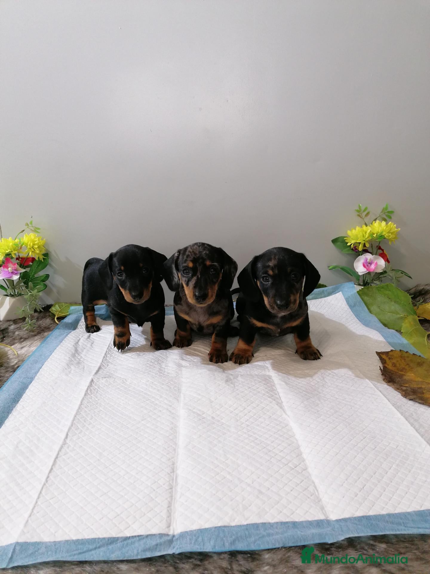 Teckel Miniatura perros Teckel mini  - Anuncio 2