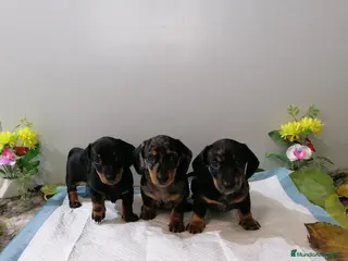 Teckel Miniatura perros Teckel mini - Anuncio 1