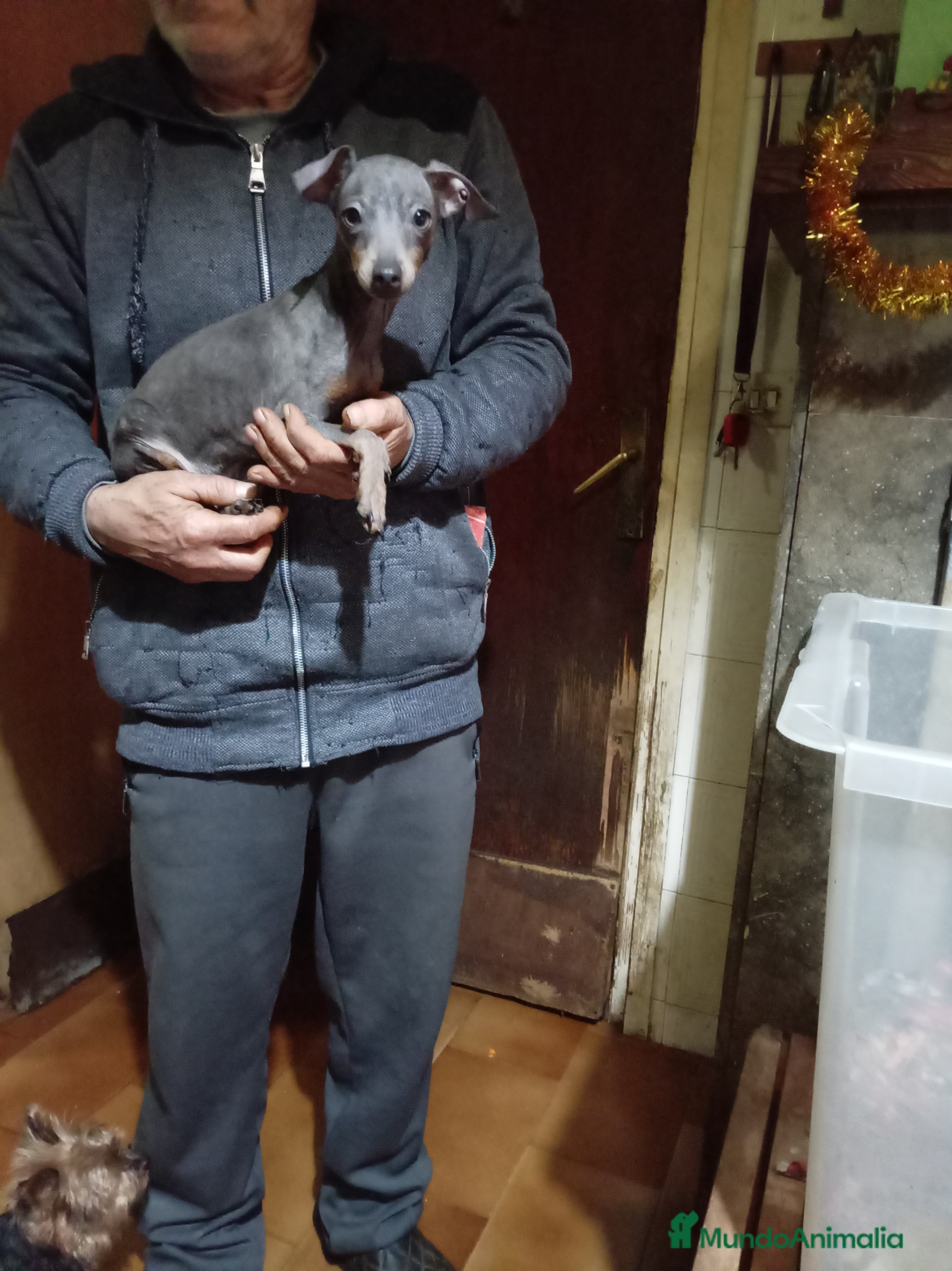 Ratón de Praga perros Ratón de praga - Anuncio 4