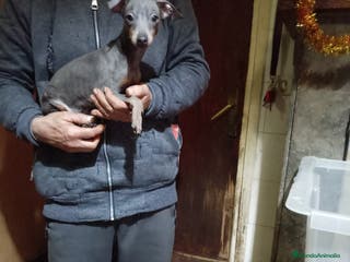 Ratón de Praga perros Ratón de praga - Anuncio 33