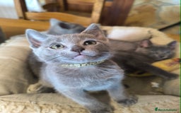 Azul Ruso gatos en venta: Gatitos azul ruso  - Imagen 3