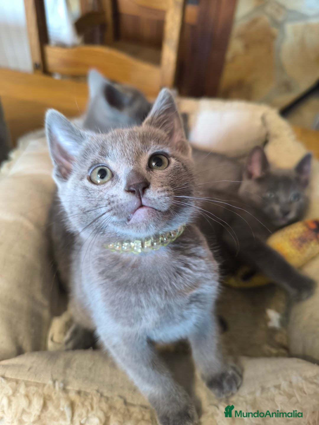 Azul Ruso gatos en venta: Gatitos azul ruso  - Imagen 3