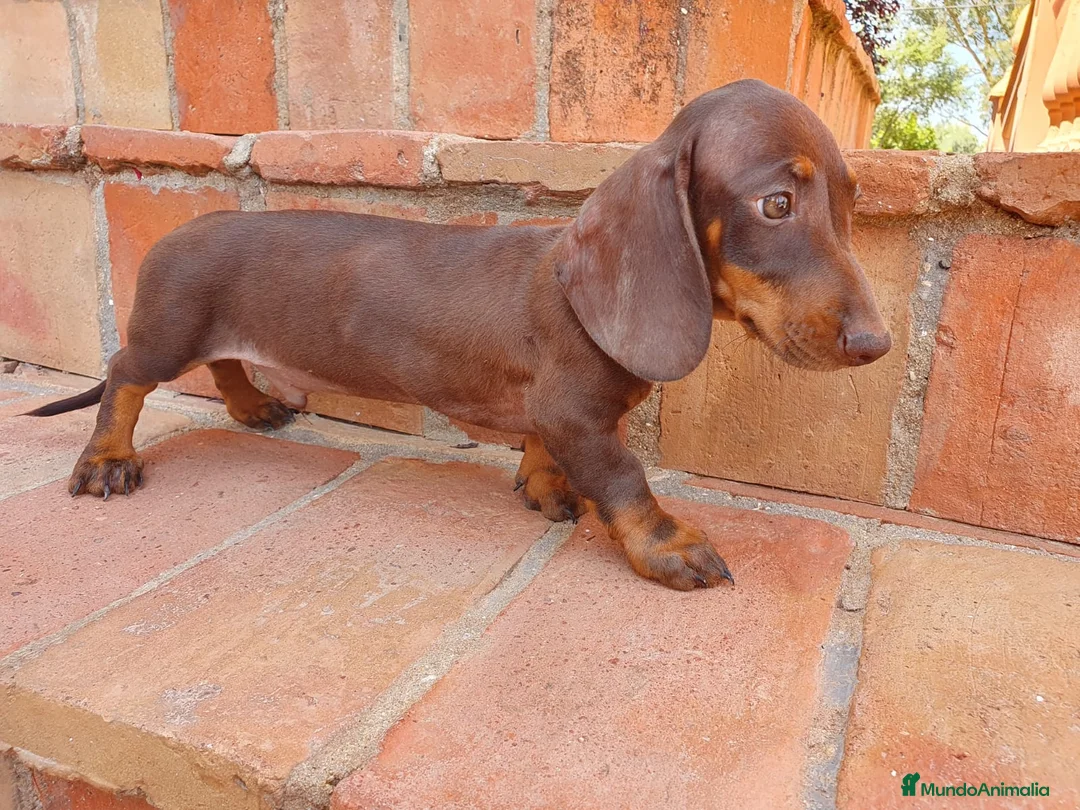 Teckel Miniatura perros en venta: Teckel mini  - Anuncio 1