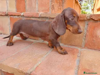 Teckel Miniatura perros Teckel mini - Anuncio 36