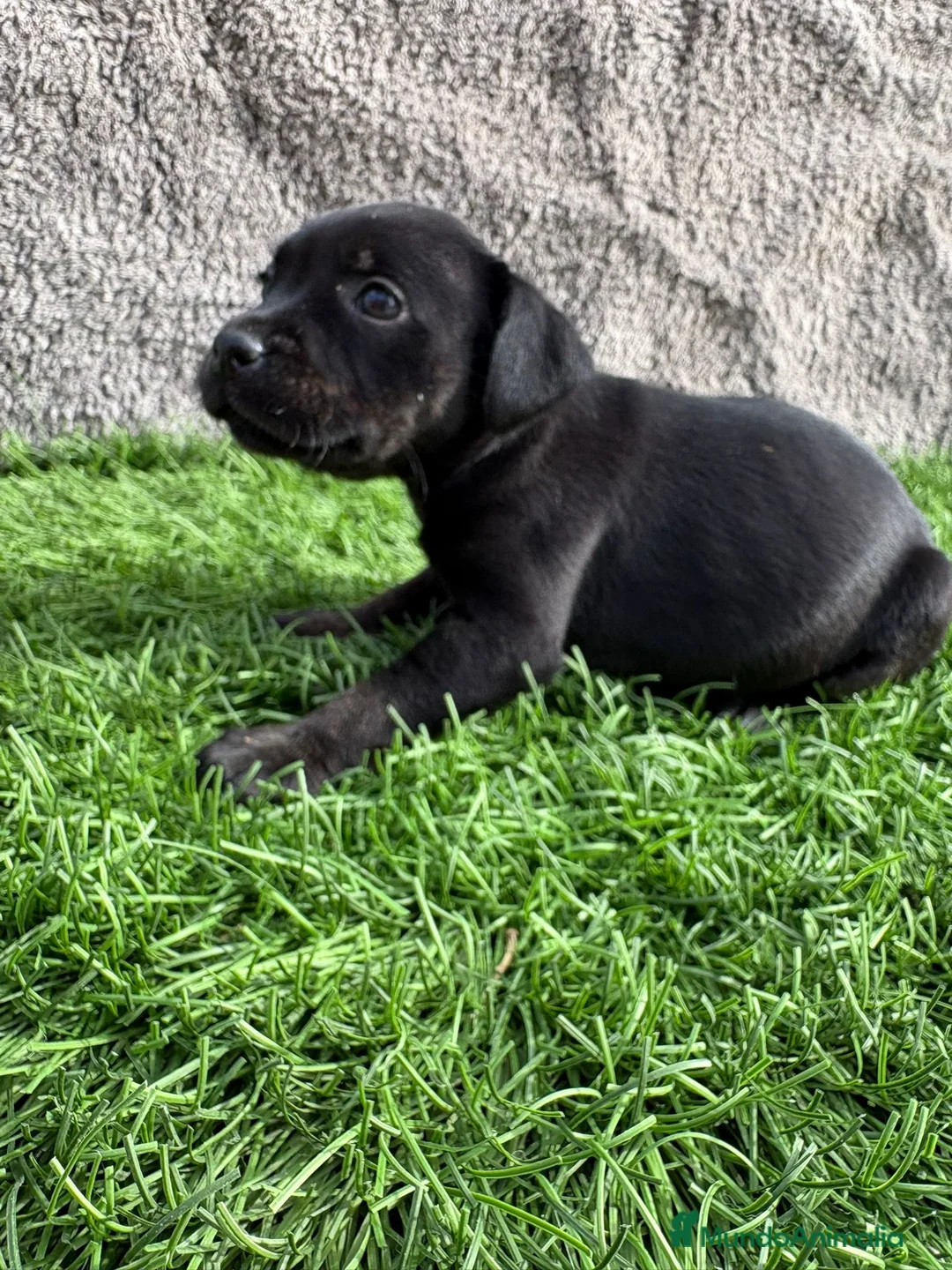 Staffordshire Bull Terrier perros en venta: Cachorro macho de Staffordshire Bull Terrier - Anuncio 16