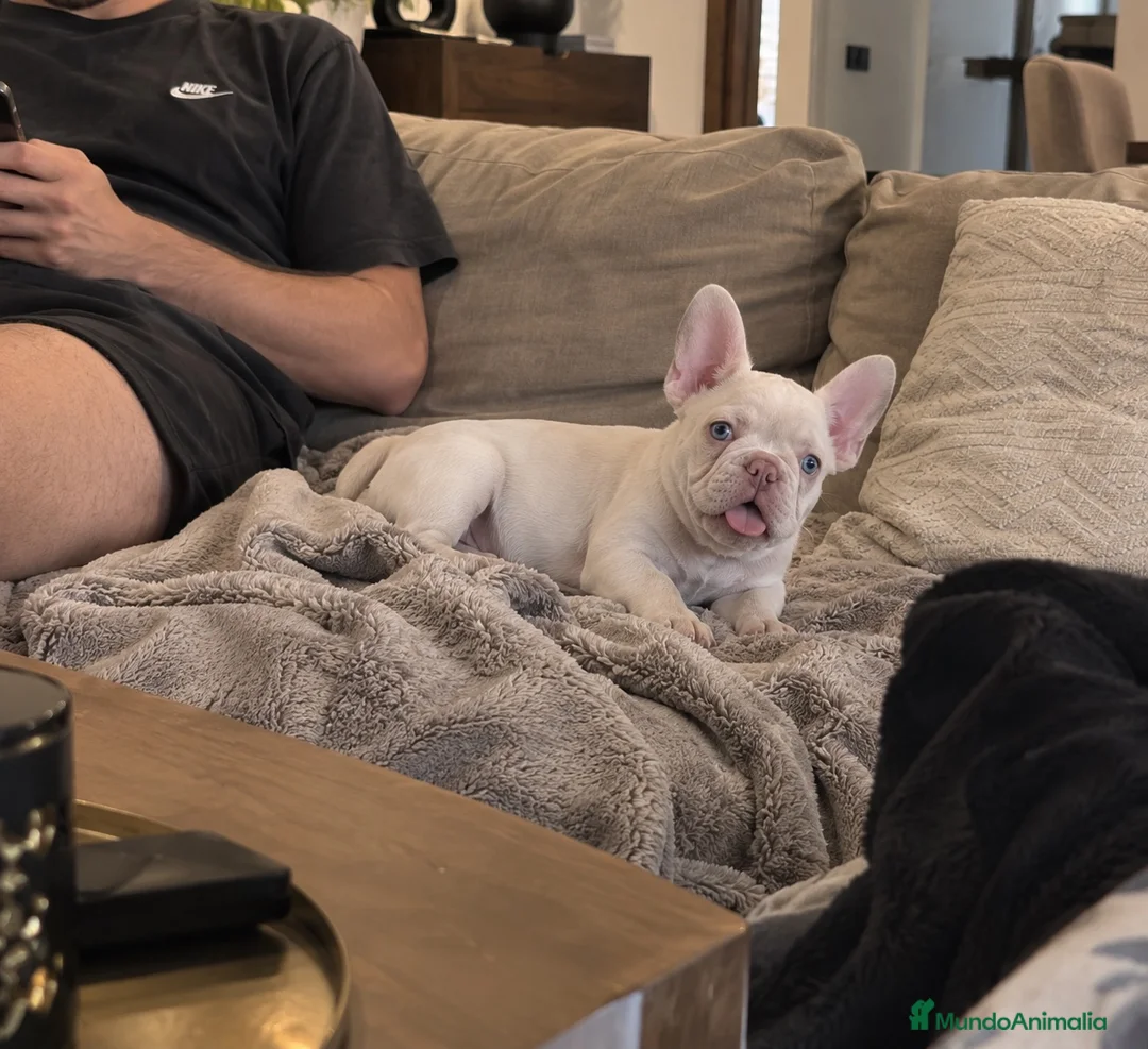 Bulldog Francés perros en venta: Bulldog francés - pink - EXOTICOS  - Anuncio 2