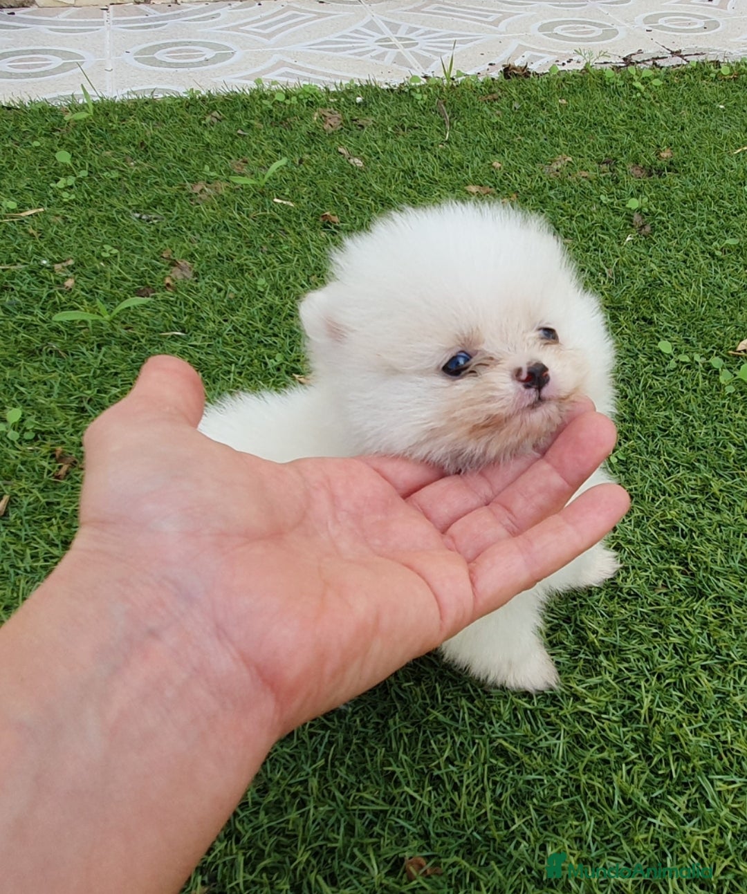 Pomerania perros en venta: Pomerania Blanco Nuclear MUY EXCLUSIVO - Imagen 3