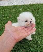 Pomerania perros - Anuncio 7