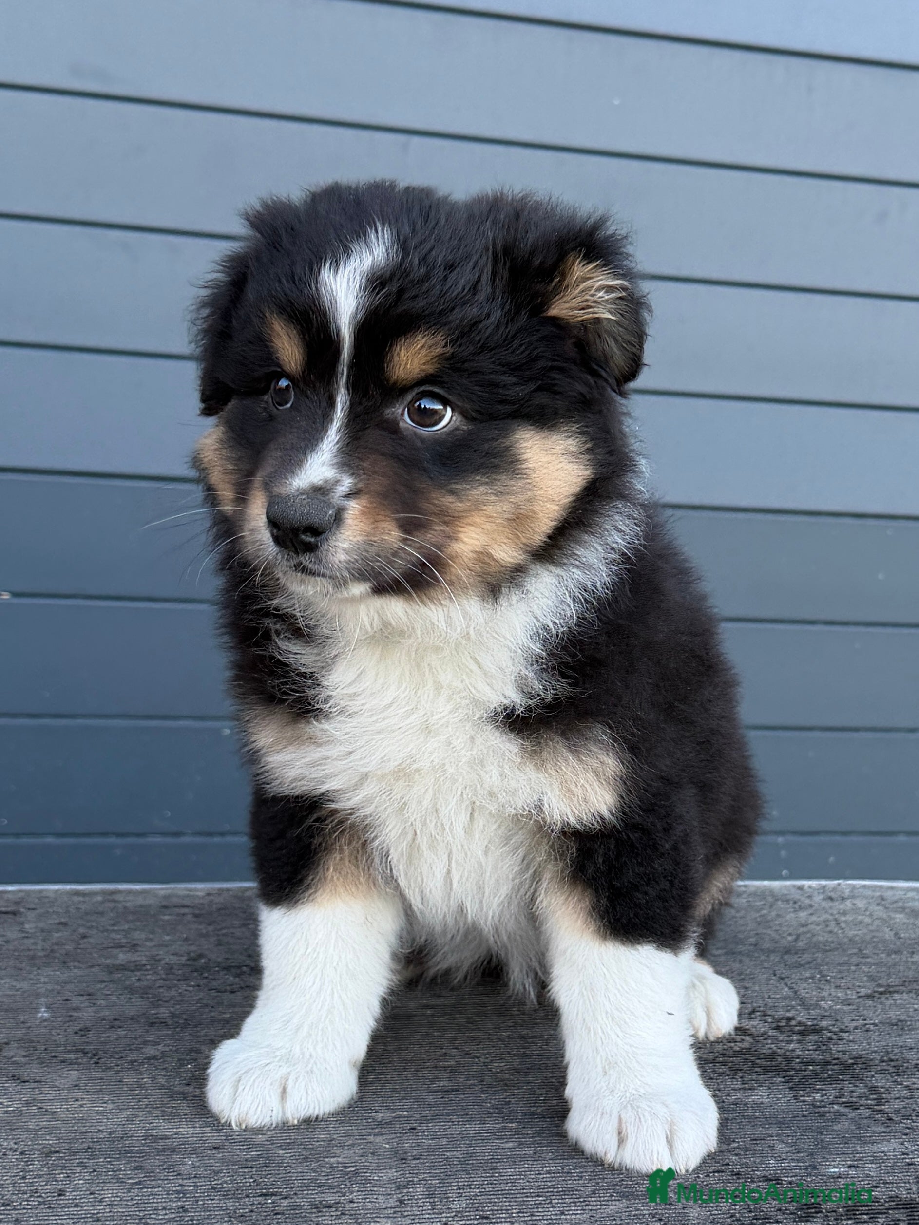 Pastor Australiano perros Pastor Australiano Tricolor  - Anuncio 1