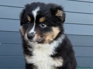 Pastor Australiano perros Pastor Australiano Tricolor - Anuncio 1