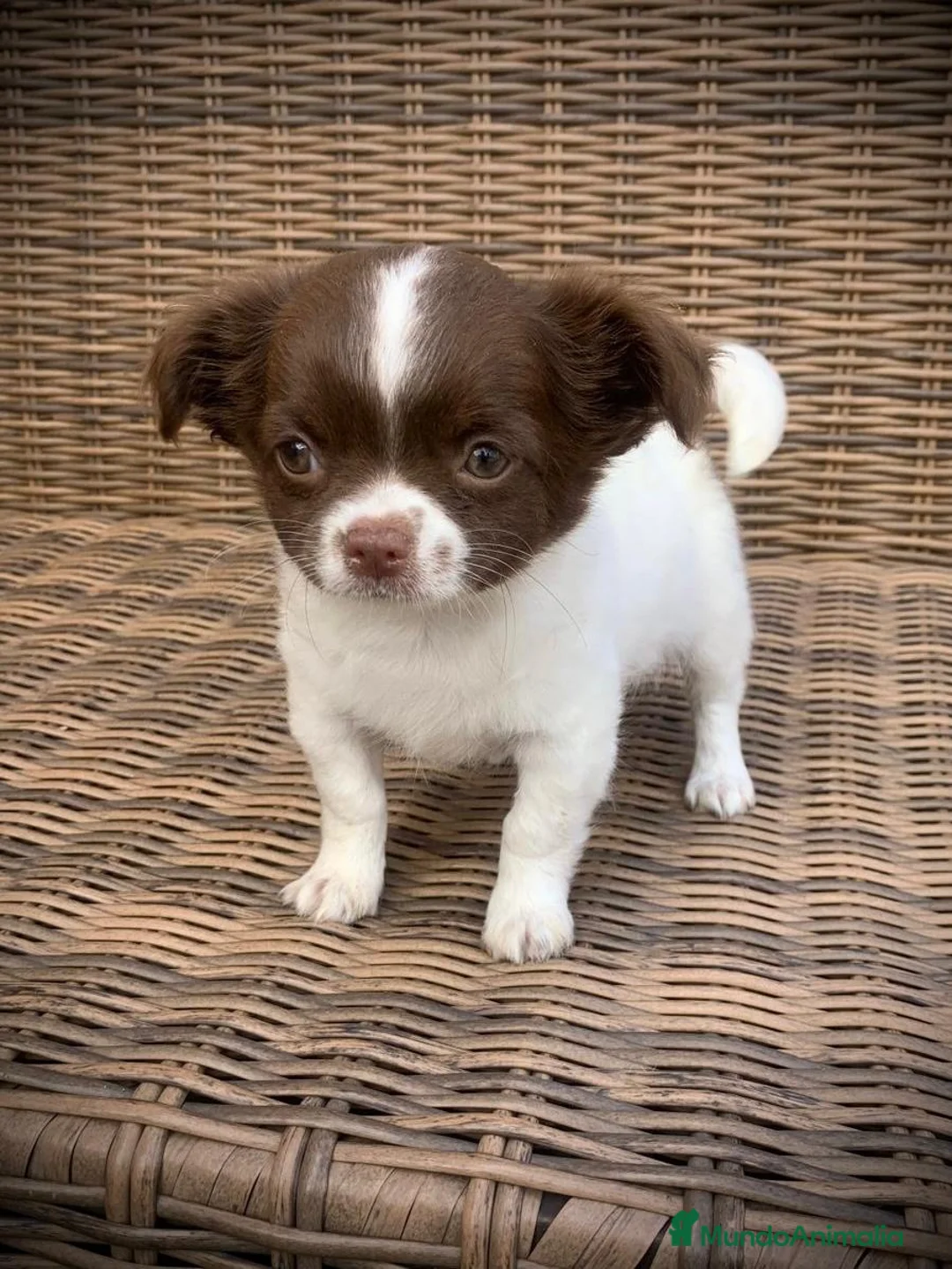 Chihuahua perros en venta: Chihuahua de capricho💜 en Illes Balears - Anuncio 7