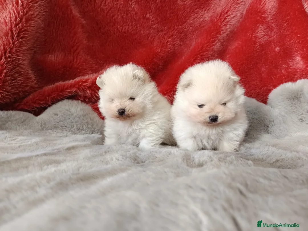 Pomerania perros en venta: Pomerania de Lulú toy en Badajoz - Anuncio 1