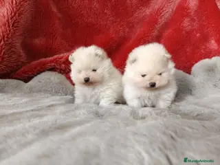 Pomerania perros Pomerania de Lulú toy en Badajoz - Anuncio 29