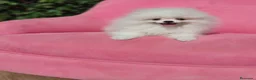 Pomerania perros en venta: Pomerania  - Anuncio 7