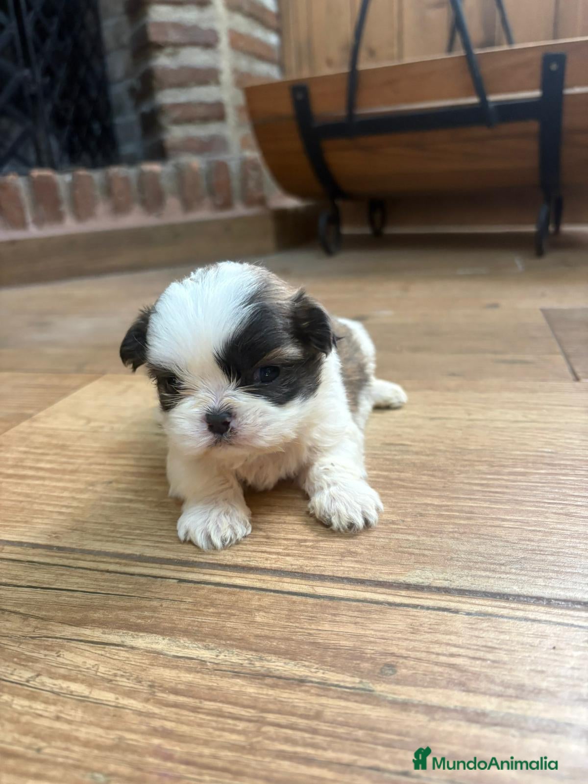 Shih Tzu perros Shih tzu - Anuncio 1