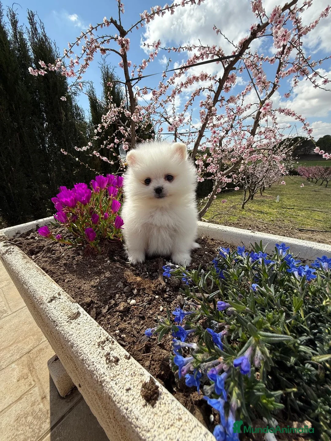 Pomerania perros en venta: Pomeranias toy hembras disponibles  - Anuncio 2