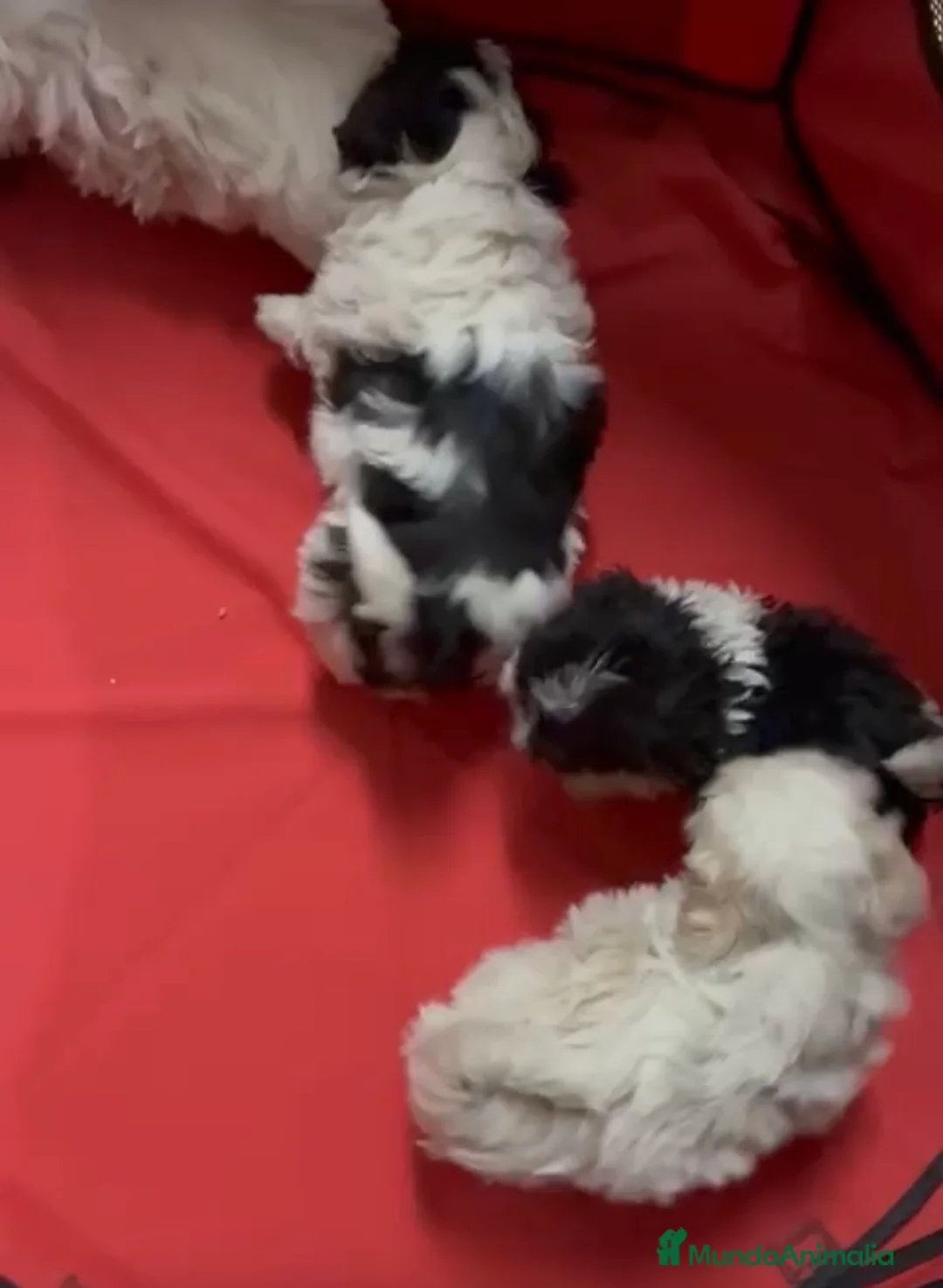 Shih Tzu perros en venta: Cachorros de shihtzu  - Anuncio 8