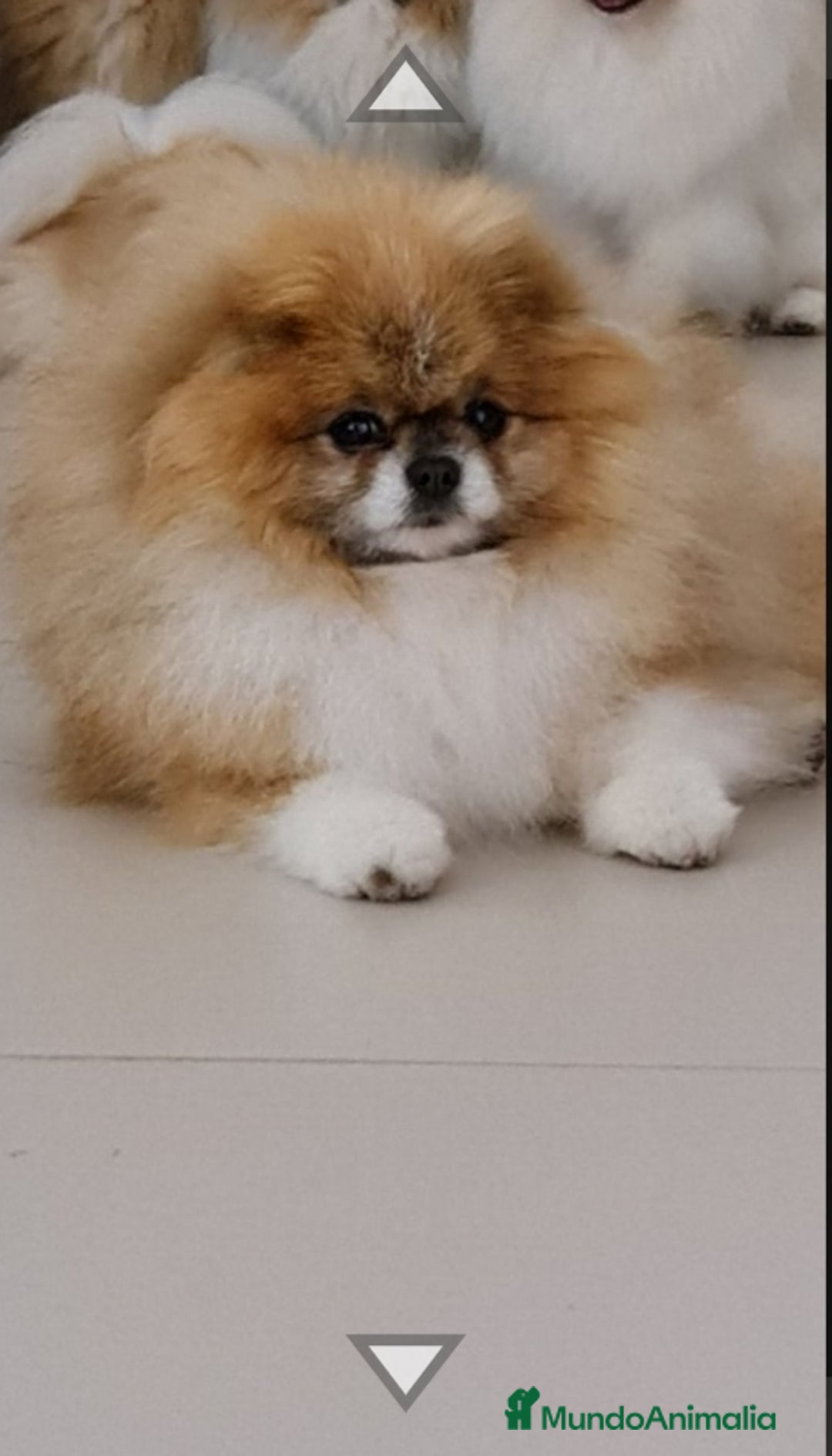 Pomerania perros en venta: Hembrita línea coreana y rusa  - Imagen 5