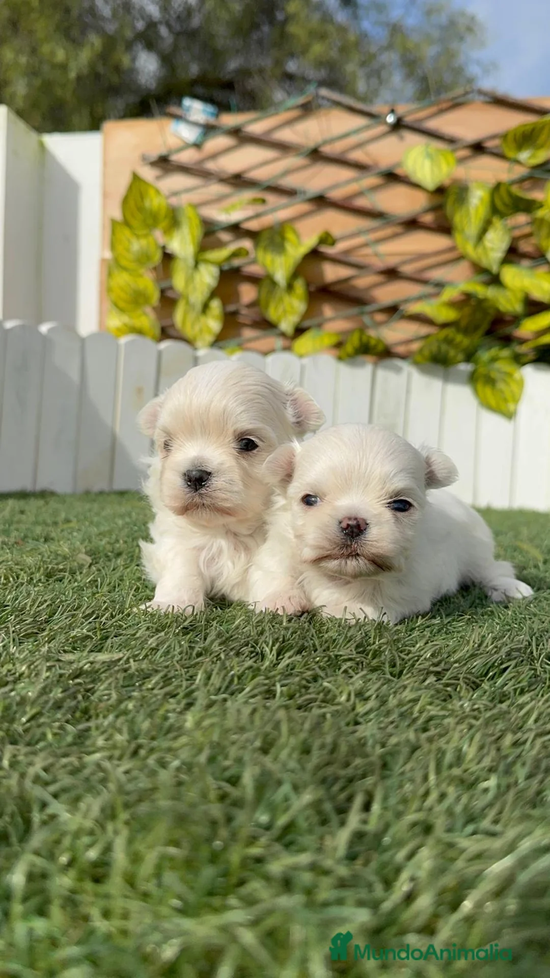 Bichón Maltés perros en venta: BICHON MALTES 100X100 COREANO - Anuncio 1