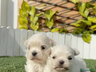 Bichón Maltés perros BICHON MALTES 100X100 COREANO - Anuncio 1