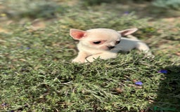 Chihuahua perros en venta: Chihuahua pelo corto !!!!  - Anuncio 7