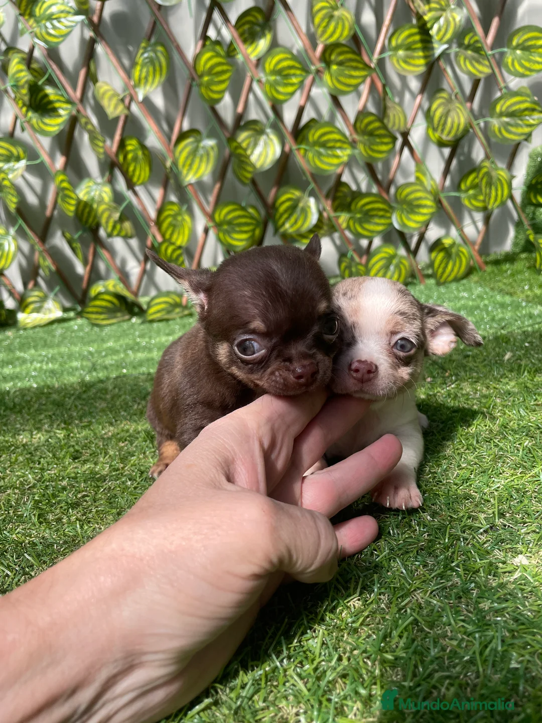 Chihuahua perros en venta: Preciosos chihuahuas en Almería - Anuncio 3