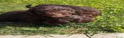 Perro de Agua Español perros en venta: Perro de Agua Español  - Anuncio 1