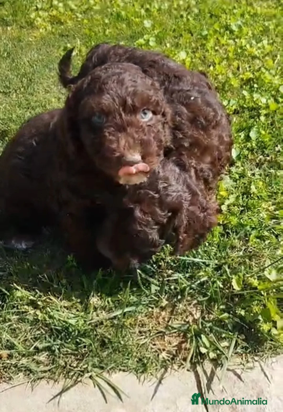 Perro de Agua Español perros en venta: Perro de Agua Español  - Anuncio 1