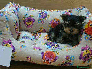 Yorkshire Terrier perros en Barcelona - Anuncio 27