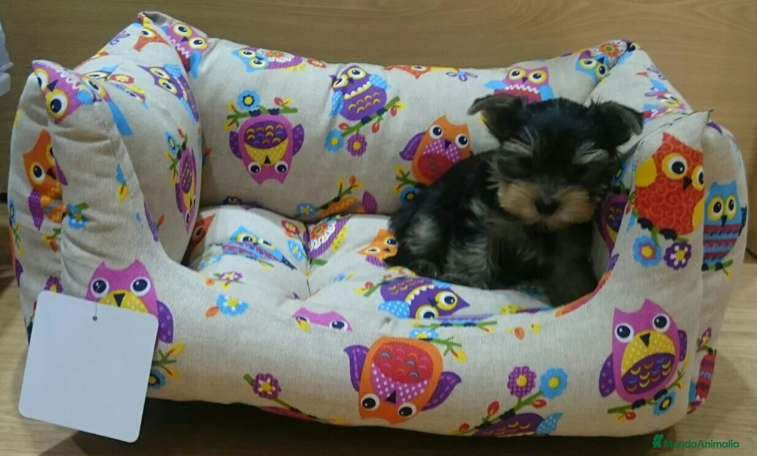 Yorkshire Terrier perros en venta: Yorkshire Terrier en Barcelona - Anuncio 1